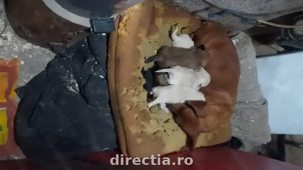 Poza anunț 5